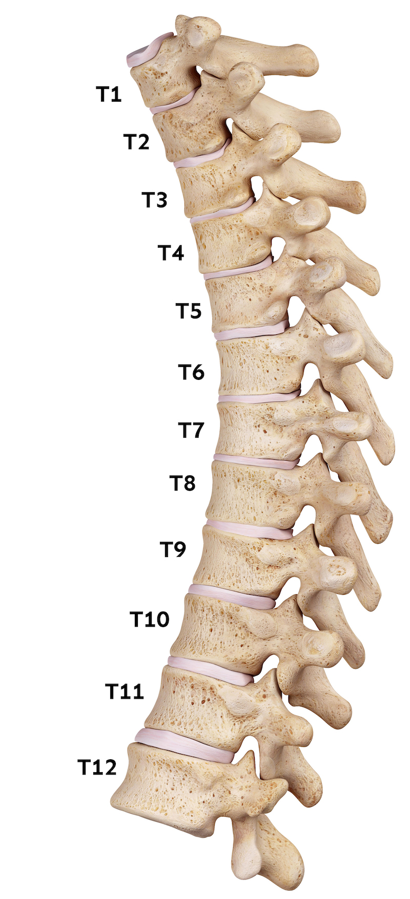 spine-simulator-best-life-chiropractic-and-wellness-center